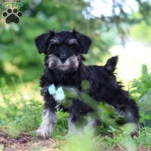 Hunter, Miniature Schnauzer Puppy